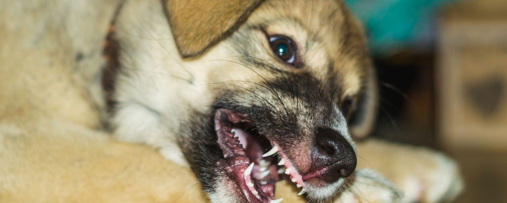 Dog Bite Injury - Thomas and Pearl Dog Bite Injury attorney in Ft